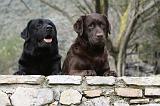 LABRADOR 703